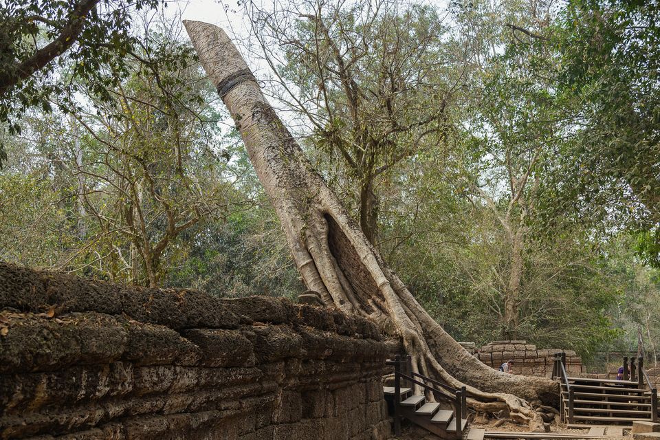Ta Prohm Tapınağı'nı saran dev ağaç kökleri, Angkor