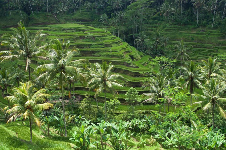 Tegallalang pirinç terasları, Ubud, Bali